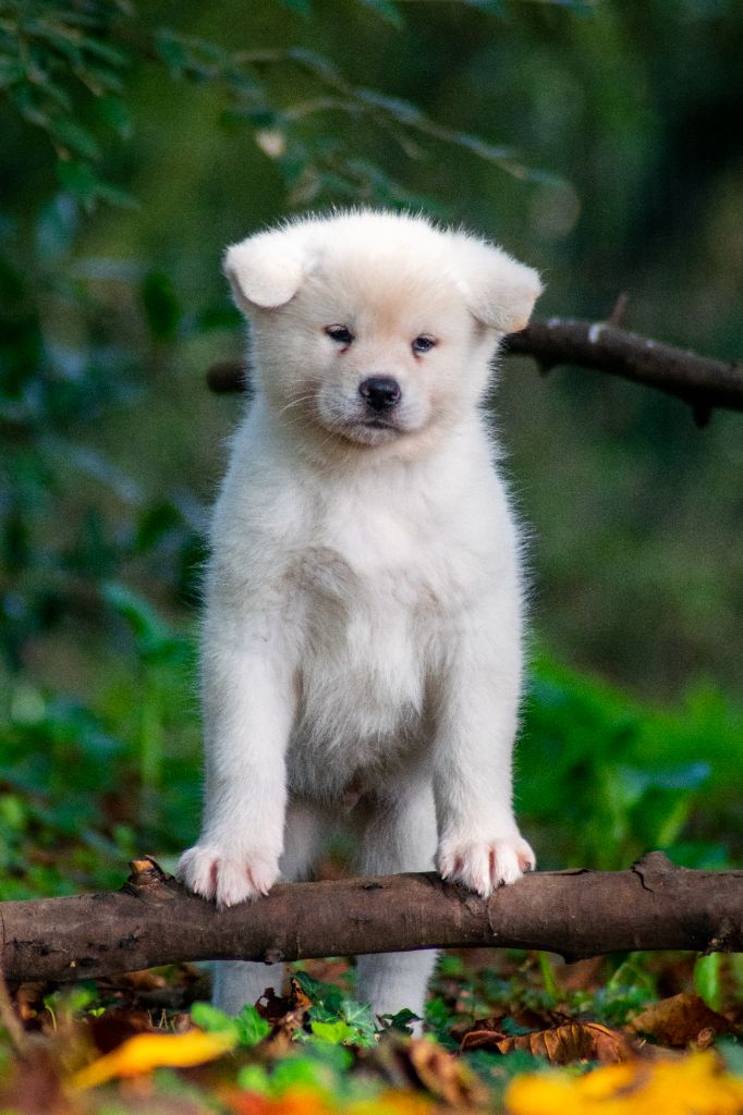 Of Imperial Kitsune - Chiot disponible  - Akita