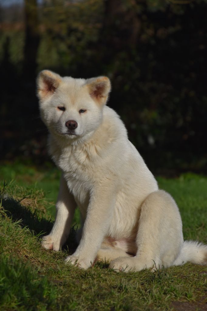 Of Imperial Kitsune - Chiot disponible  - Akita