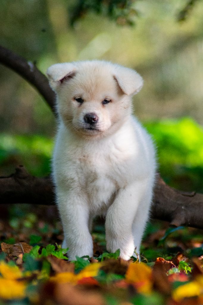 Of Imperial Kitsune - Chiot disponible  - Akita