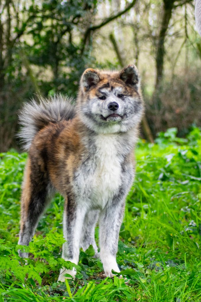 Uchi Of Imperial Kitsune