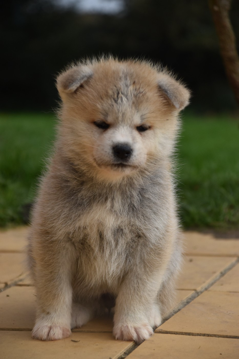 Of Imperial Kitsune - Chiots disponibles - Akita