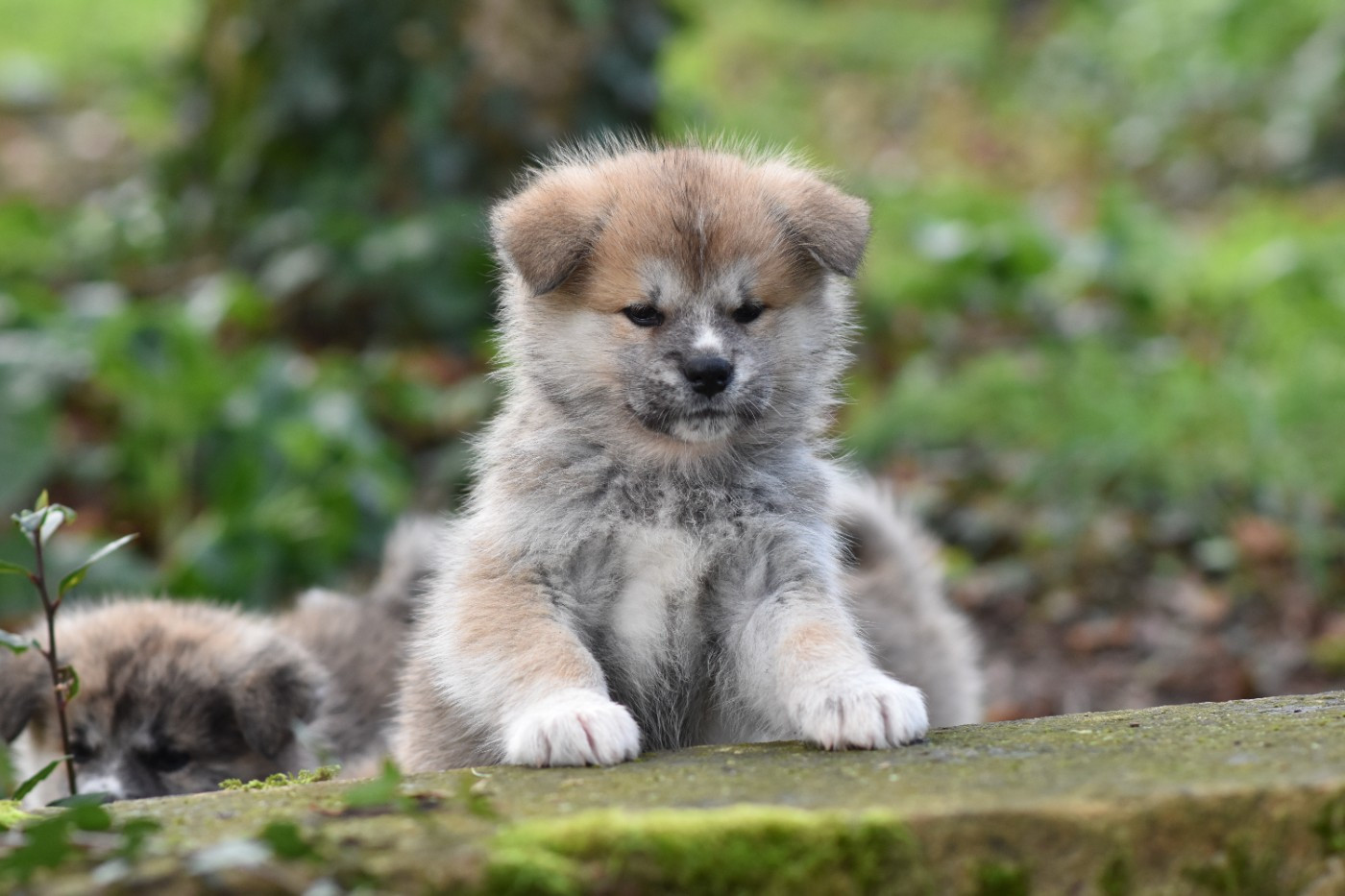 Of Imperial Kitsune - Chiots disponibles - Akita