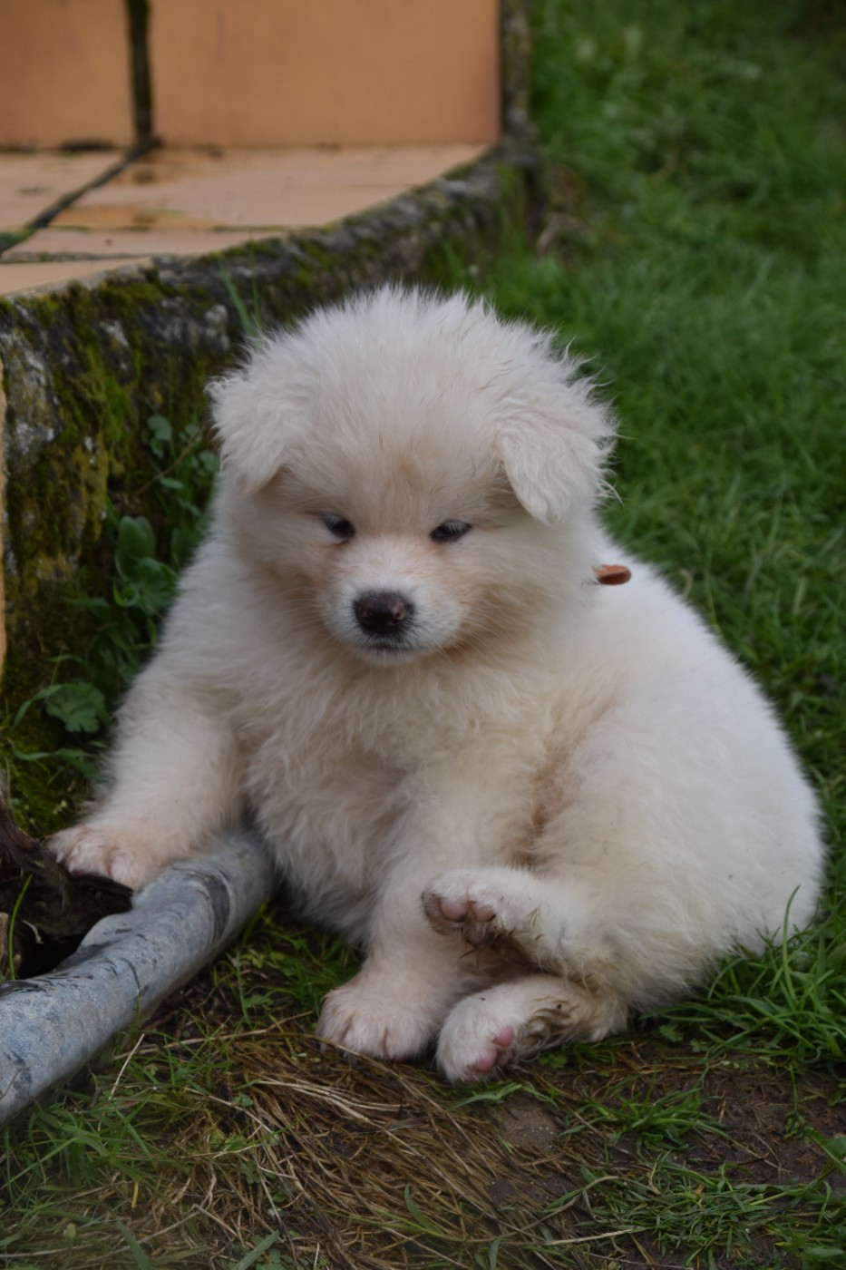 Of Imperial Kitsune - Chiots disponibles - Akita