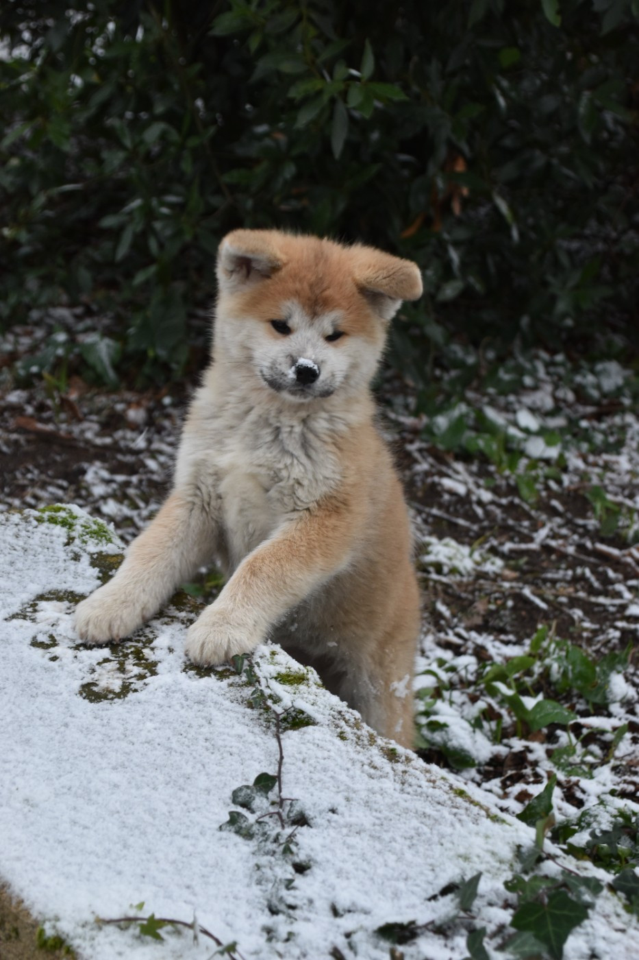 Of Imperial Kitsune - Chiots disponibles - Akita