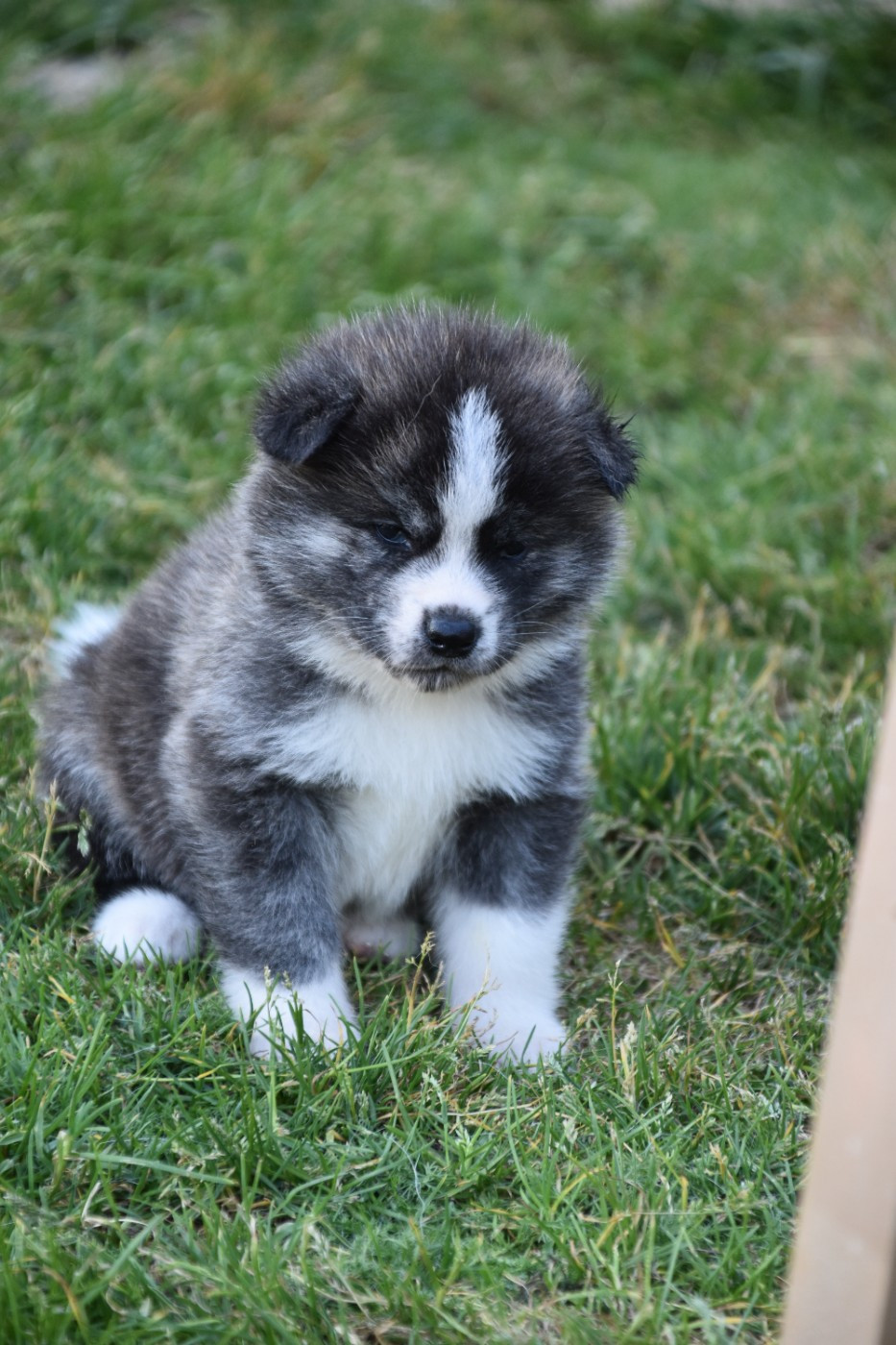 Of Imperial Kitsune - Chiots disponibles - Akita