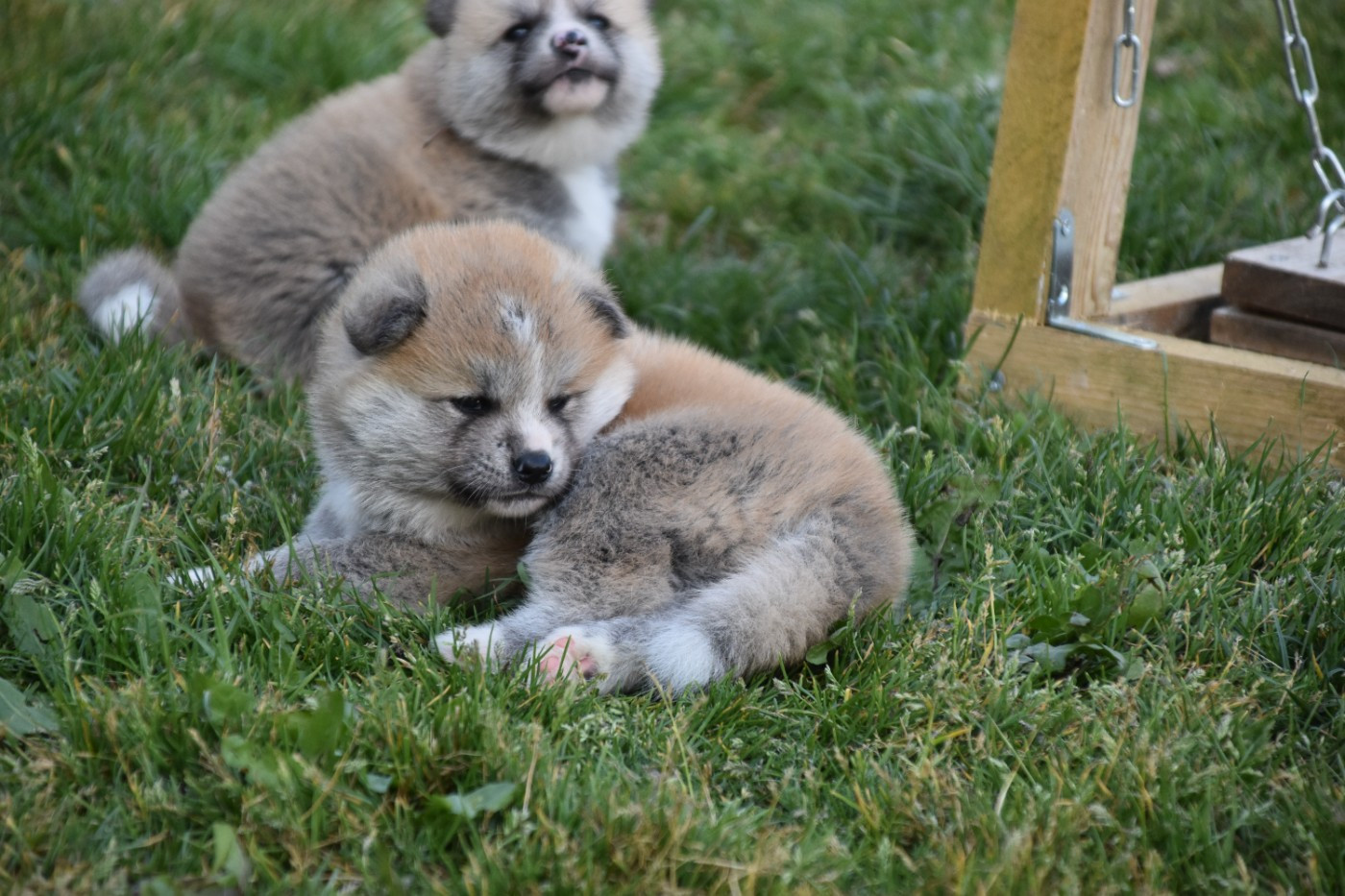 Of Imperial Kitsune - Chiots disponibles - Akita