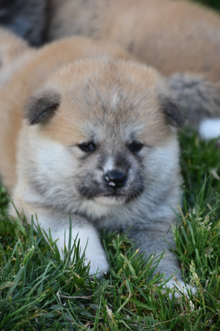 Of Imperial Kitsune - Chiots disponibles - Akita