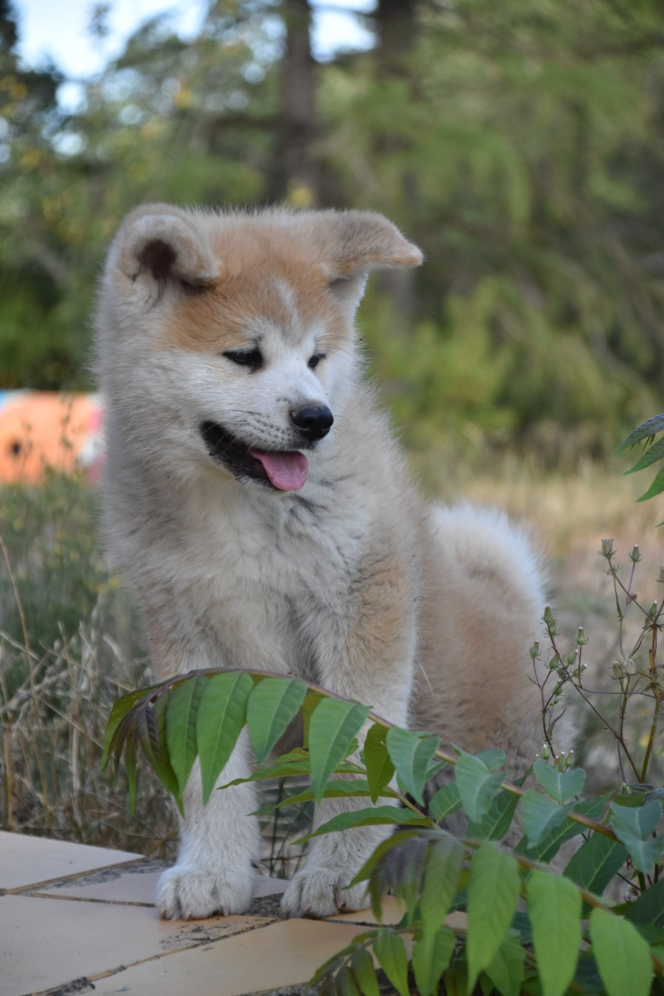 Of Imperial Kitsune - Chiots disponibles - Akita