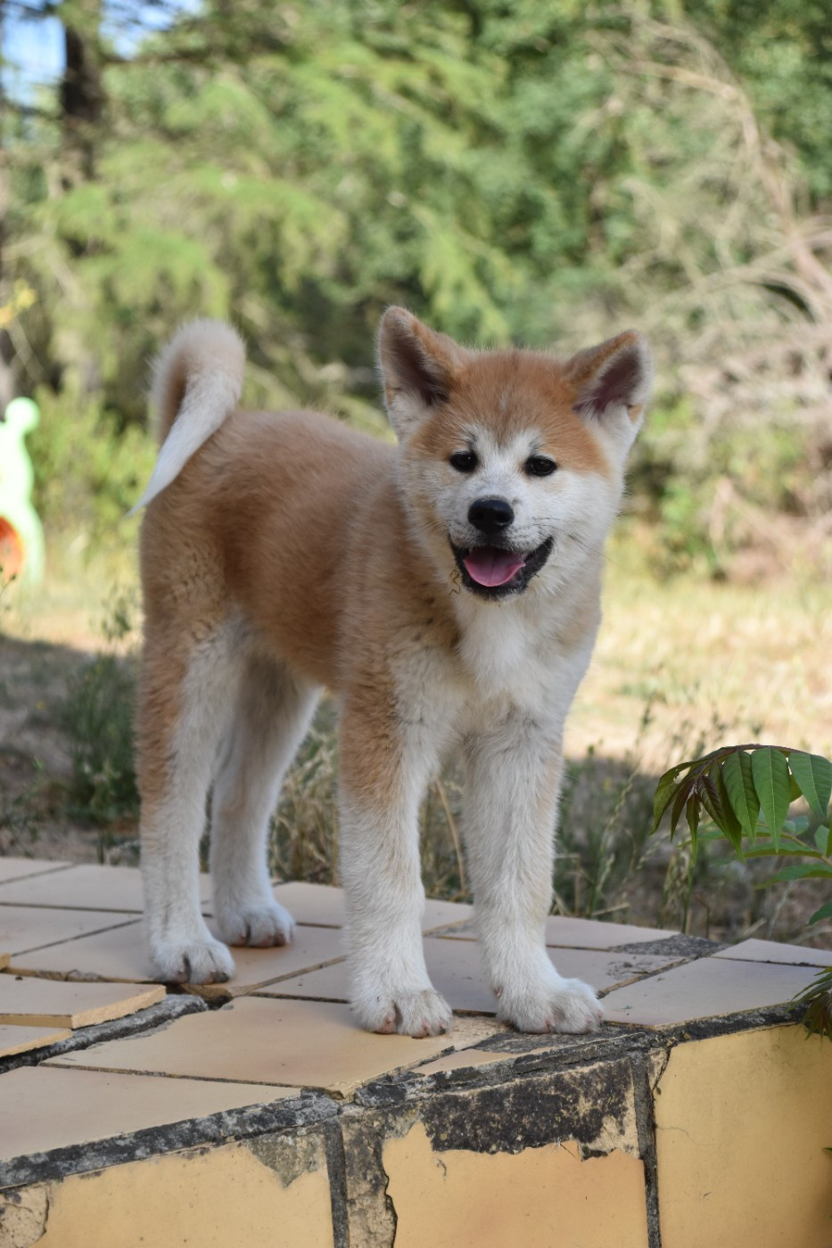 Of Imperial Kitsune - Chiots disponibles - Akita