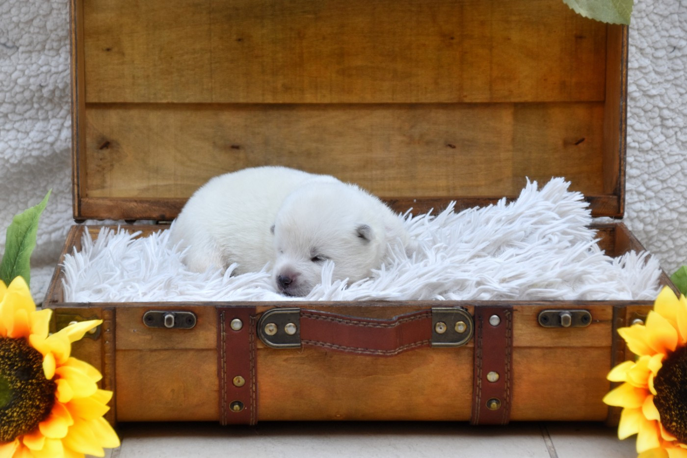 Of Imperial Kitsune - Chiots disponibles - Akita