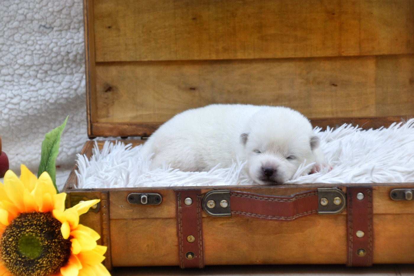 Of Imperial Kitsune - Chiots disponibles - Akita
