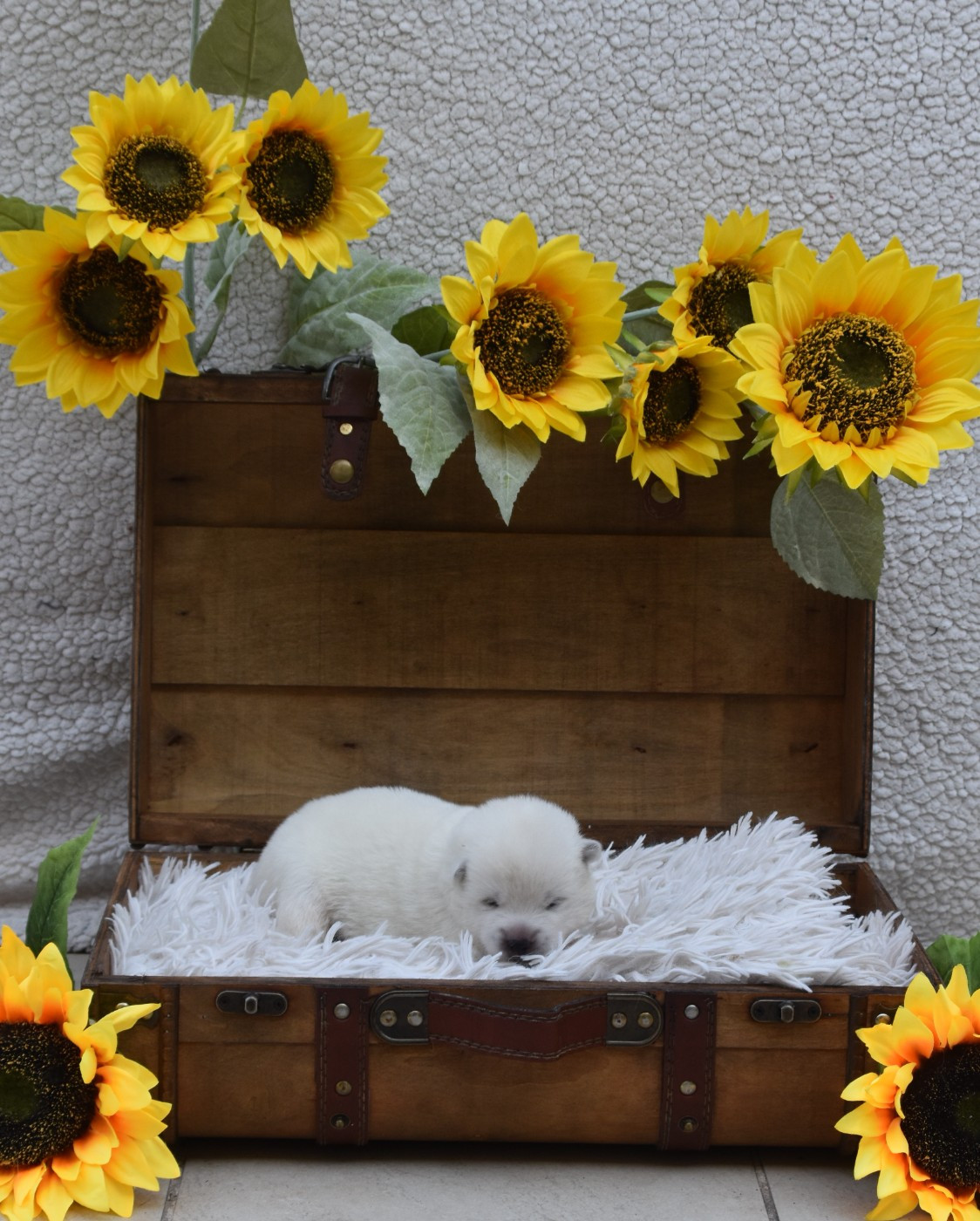 Of Imperial Kitsune - Chiots disponibles - Akita