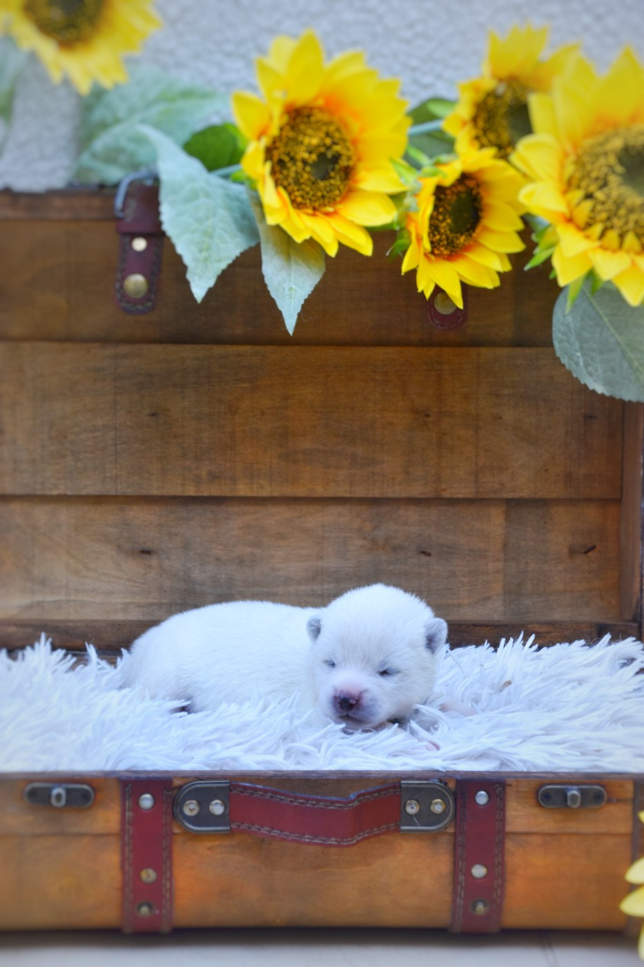 Of Imperial Kitsune - Chiots disponibles - Akita