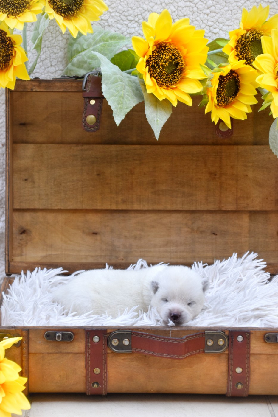 Of Imperial Kitsune - Chiots disponibles - Akita