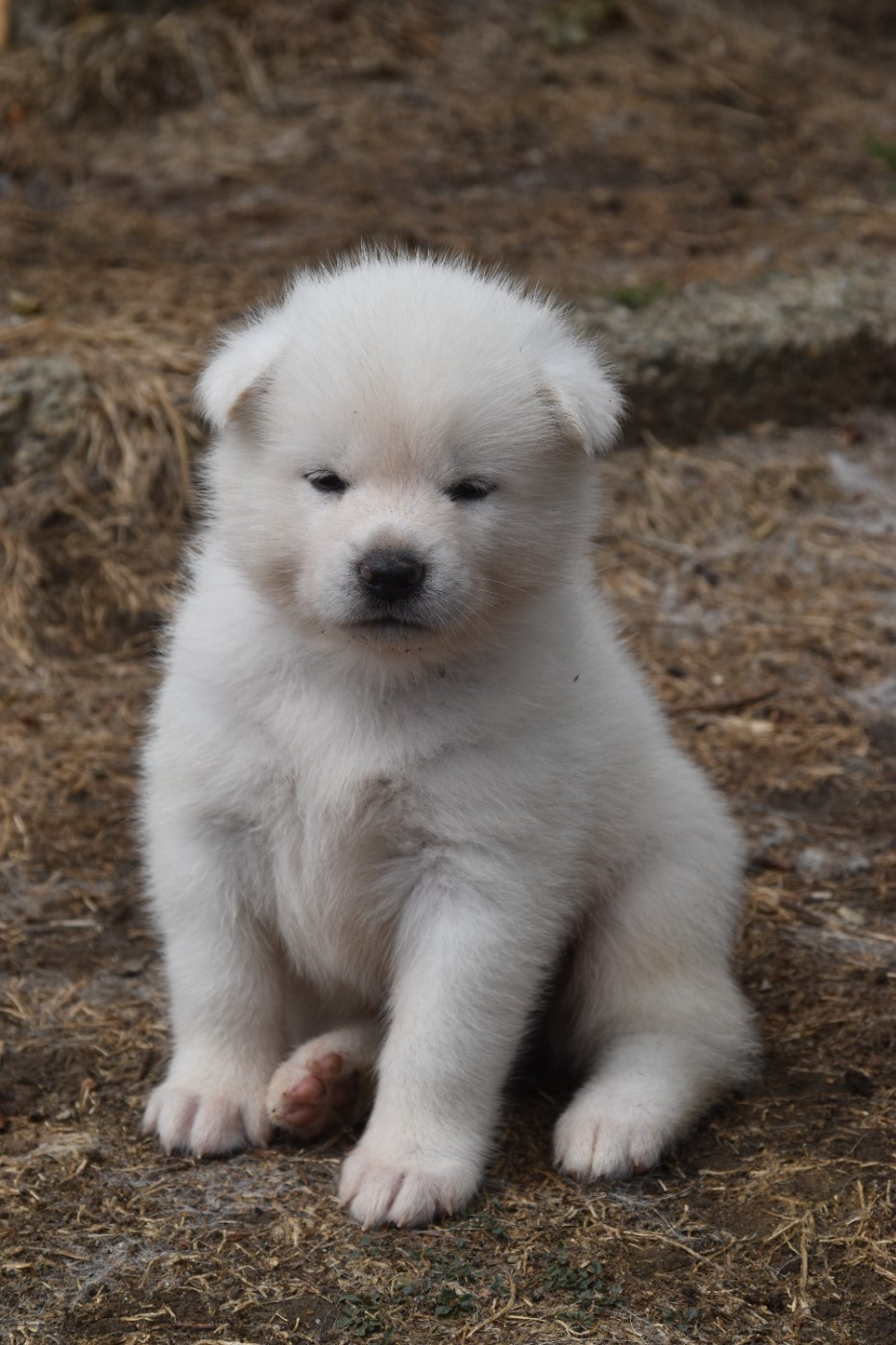 Of Imperial Kitsune - Chiots disponibles - Akita