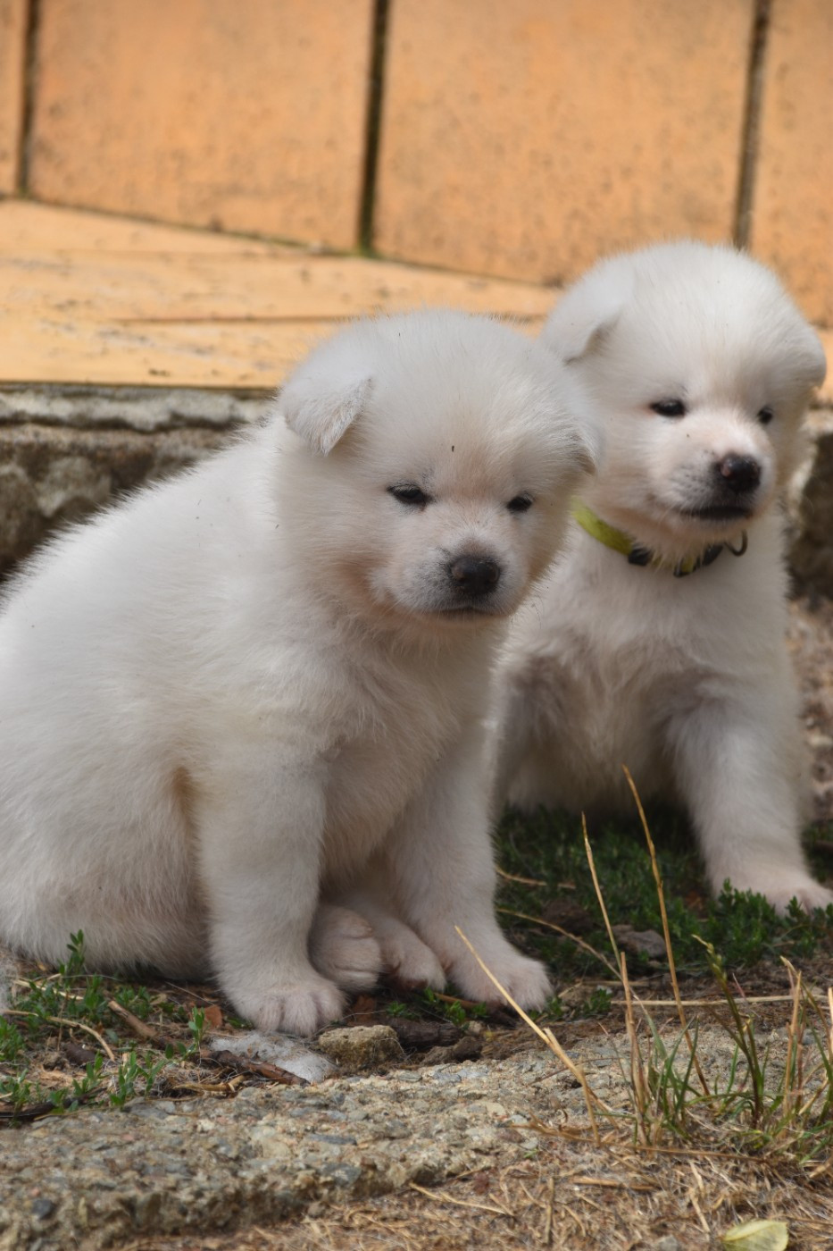 Of Imperial Kitsune - Chiots disponibles - Akita