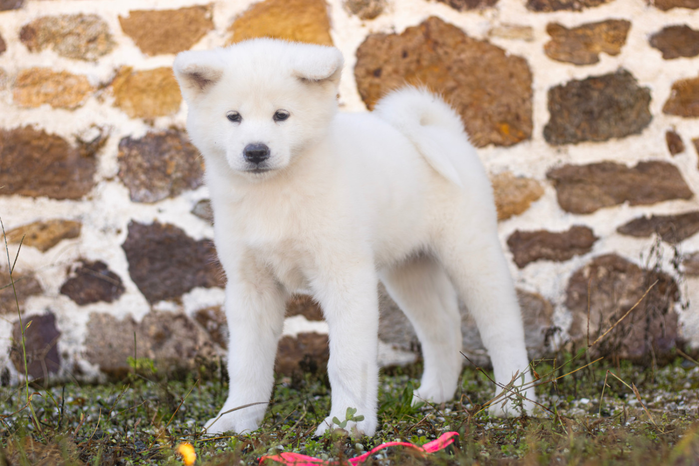 Of Imperial Kitsune - Chiots disponibles - Akita