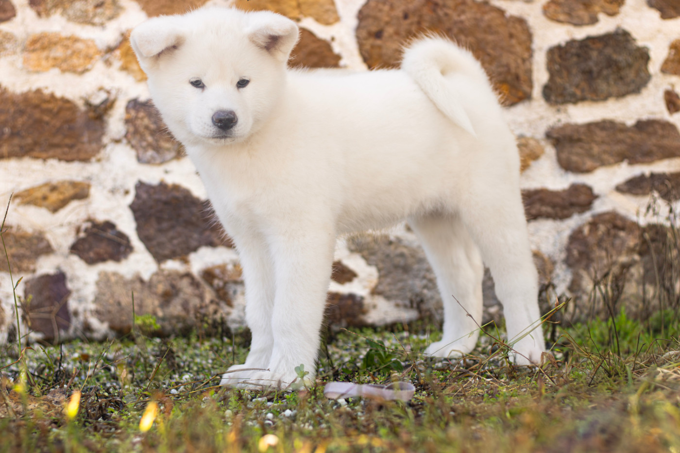 Of Imperial Kitsune - Chiots disponibles - Akita