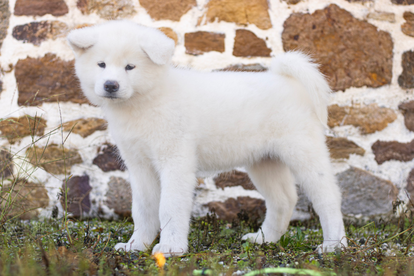 Of Imperial Kitsune - Chiots disponibles - Akita