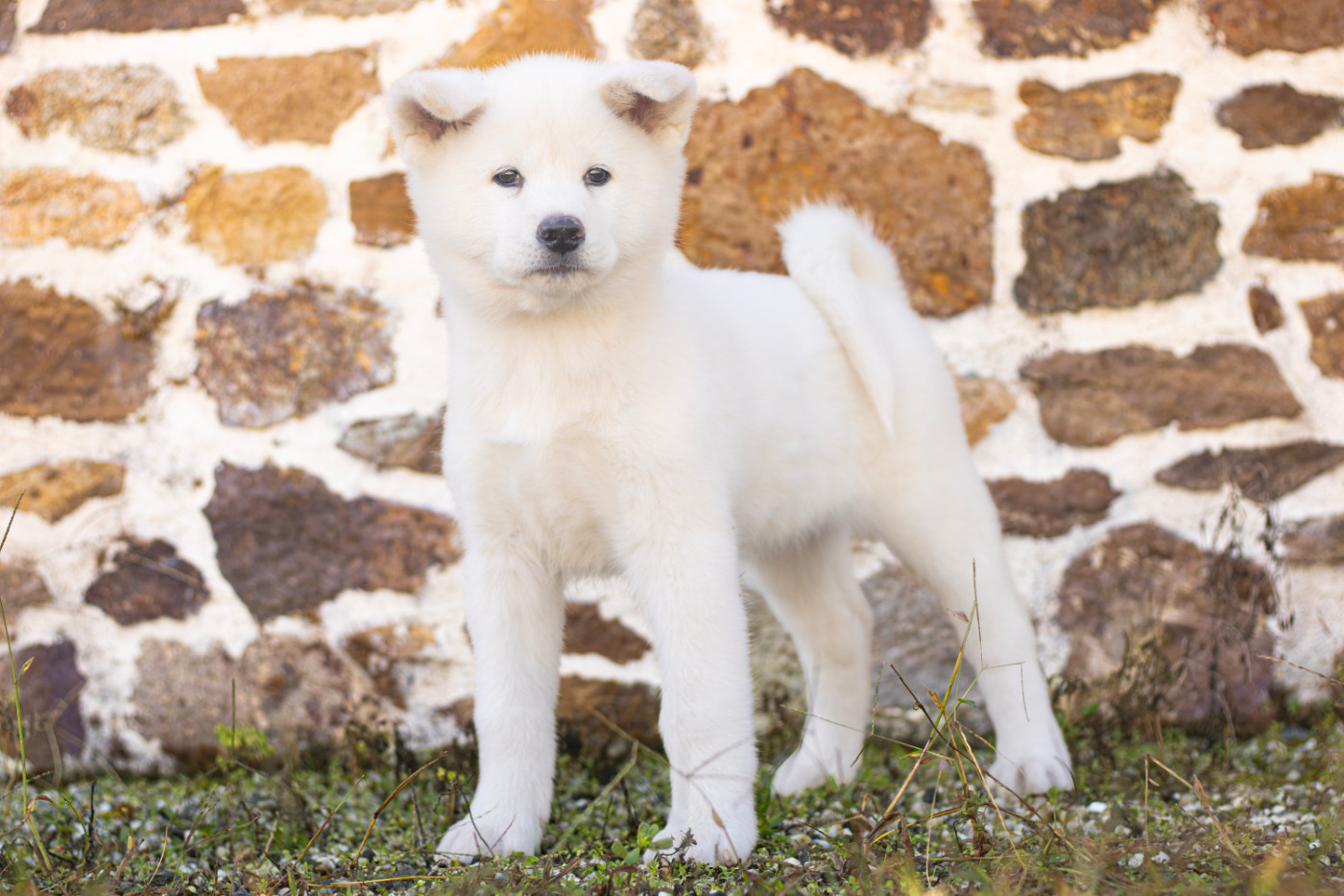Of Imperial Kitsune - Chiots disponibles - Akita