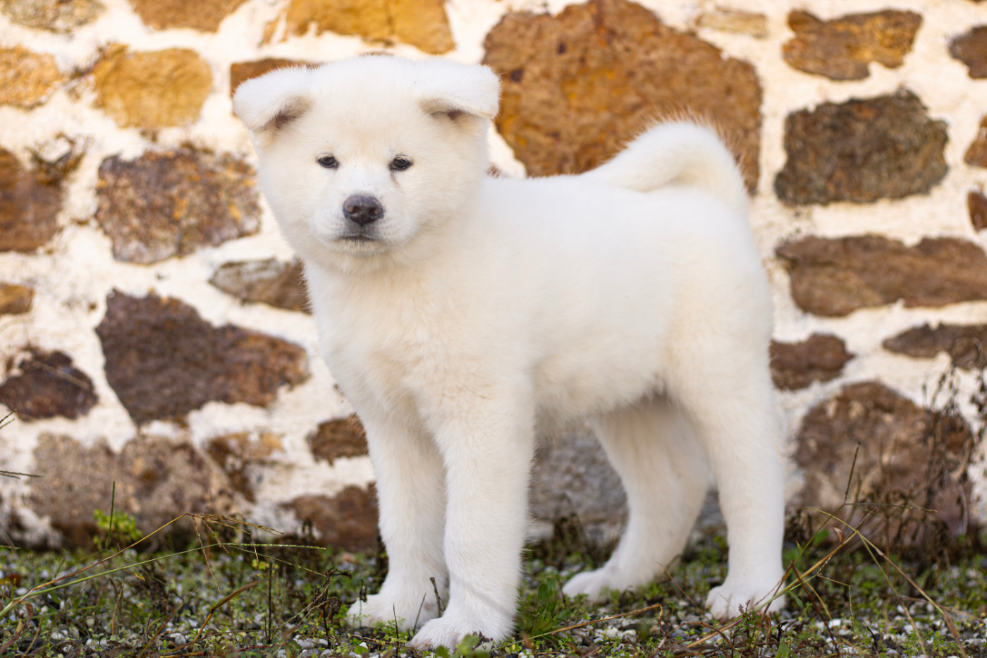 Of Imperial Kitsune - Chiots disponibles - Akita