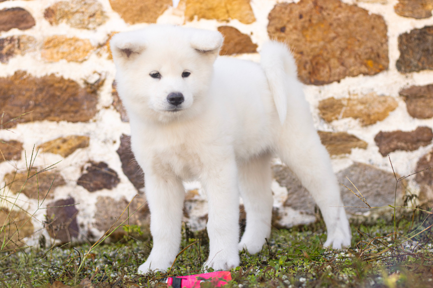 Of Imperial Kitsune - Chiots disponibles - Akita