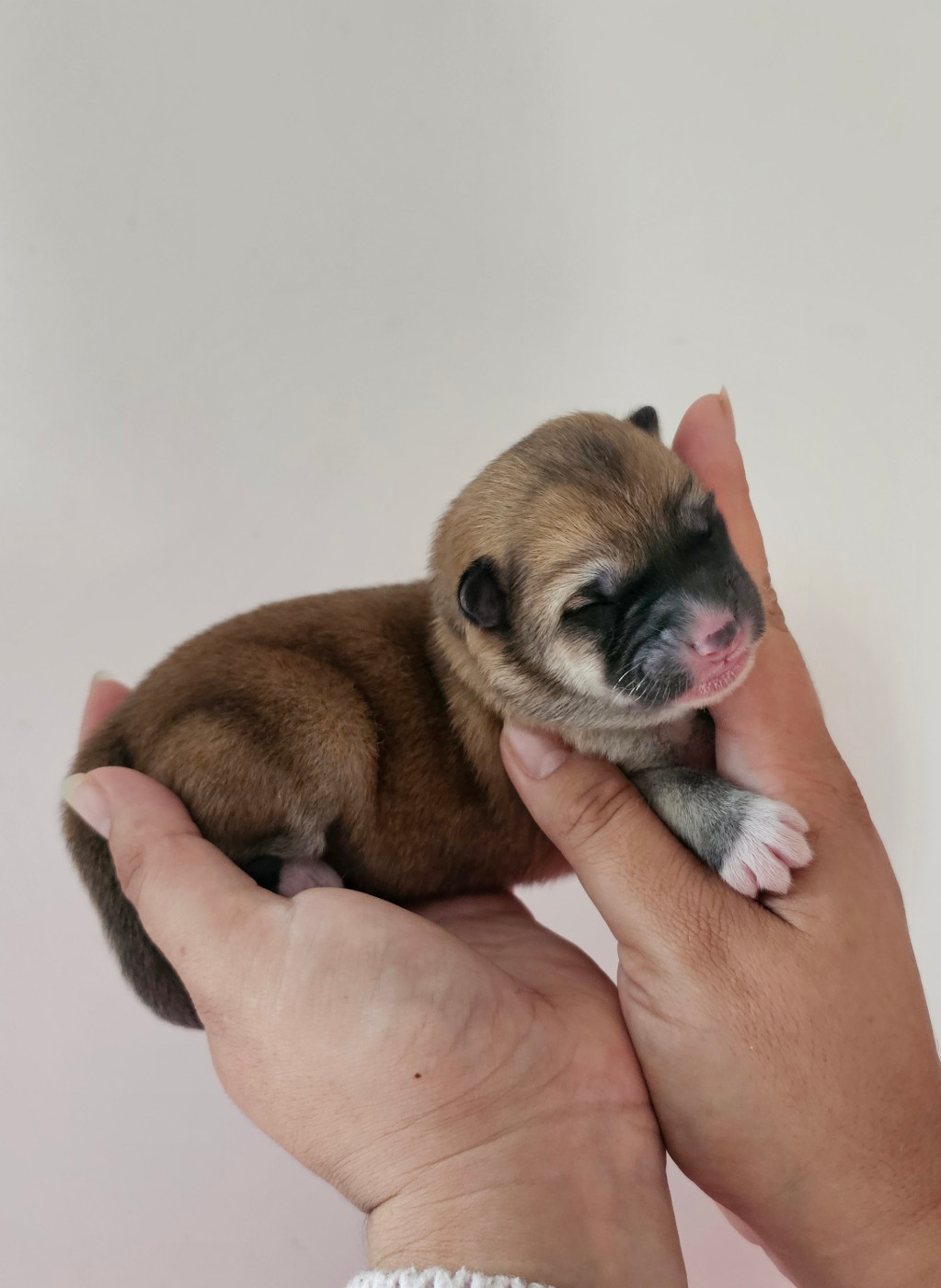 Of Imperial Kitsune - Chiots disponibles - Akita