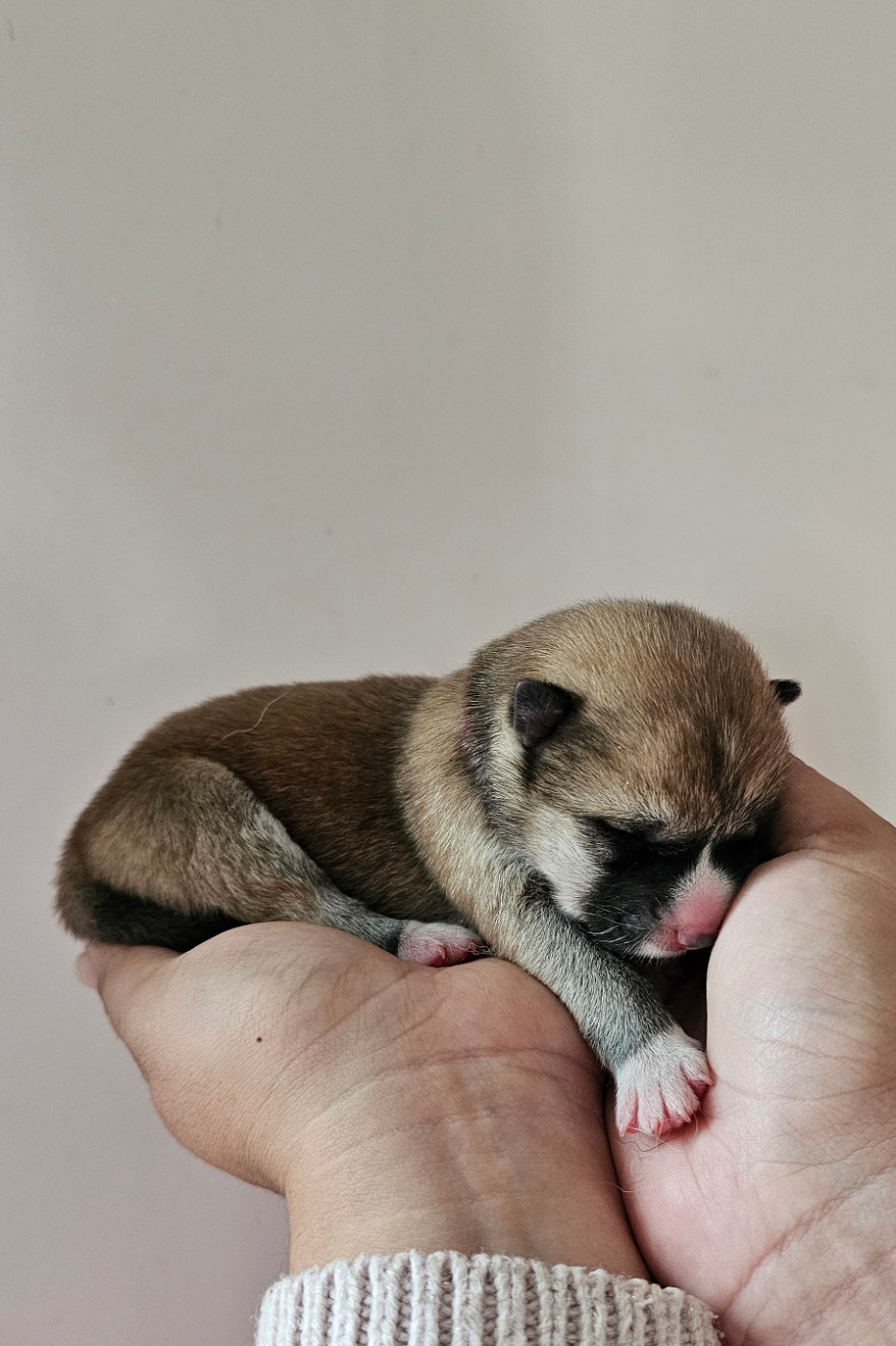 Of Imperial Kitsune - Chiots disponibles - Akita