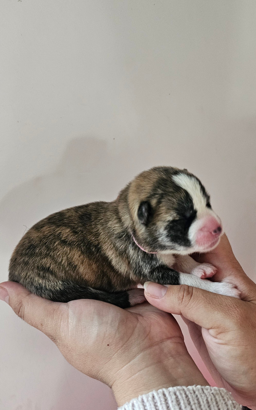 Of Imperial Kitsune - Chiots disponibles - Akita