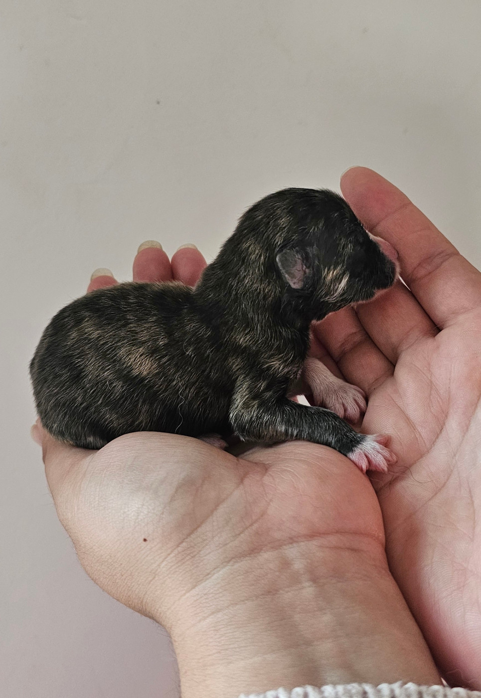 Of Imperial Kitsune - Chiots disponibles - Akita
