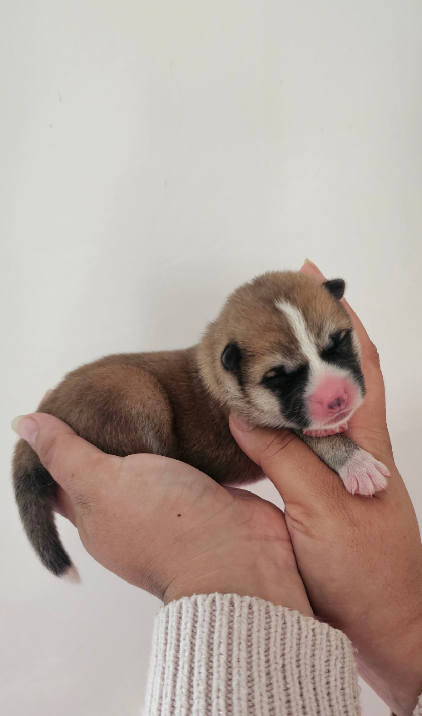 Of Imperial Kitsune - Chiots disponibles - Akita