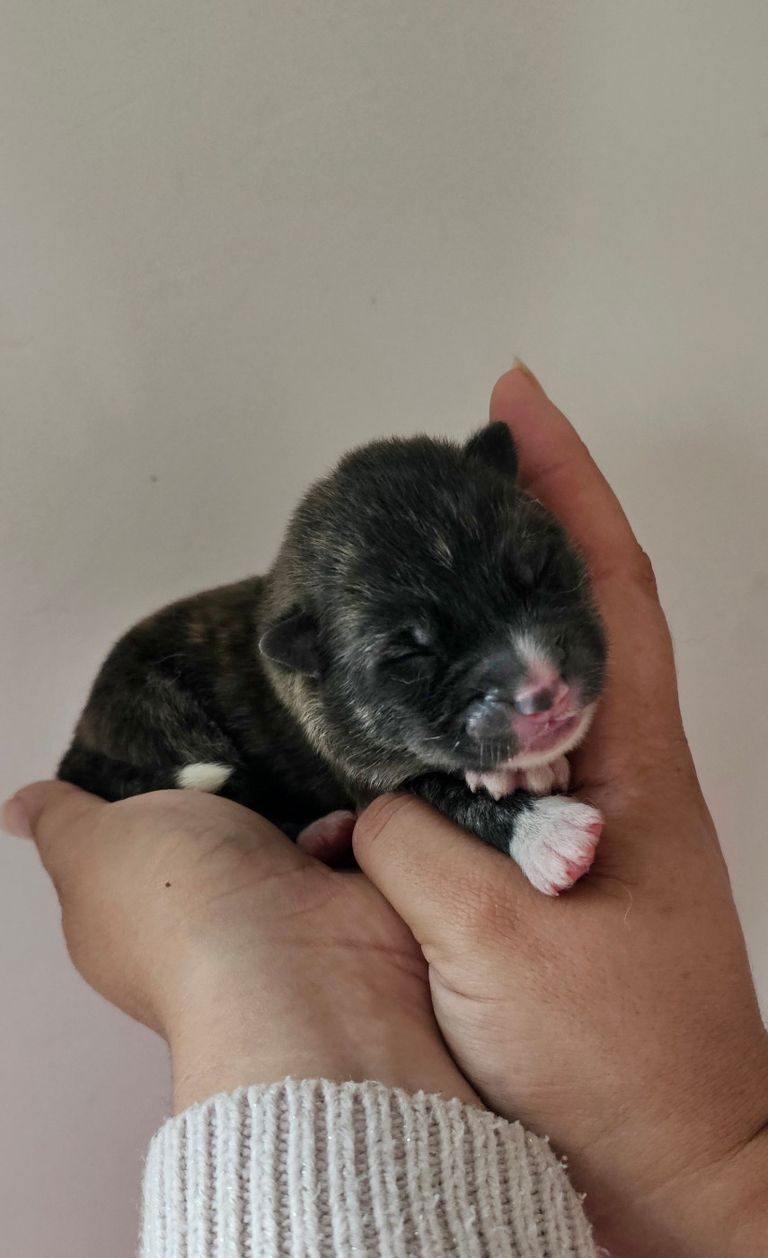 Of Imperial Kitsune - Chiots disponibles - Akita
