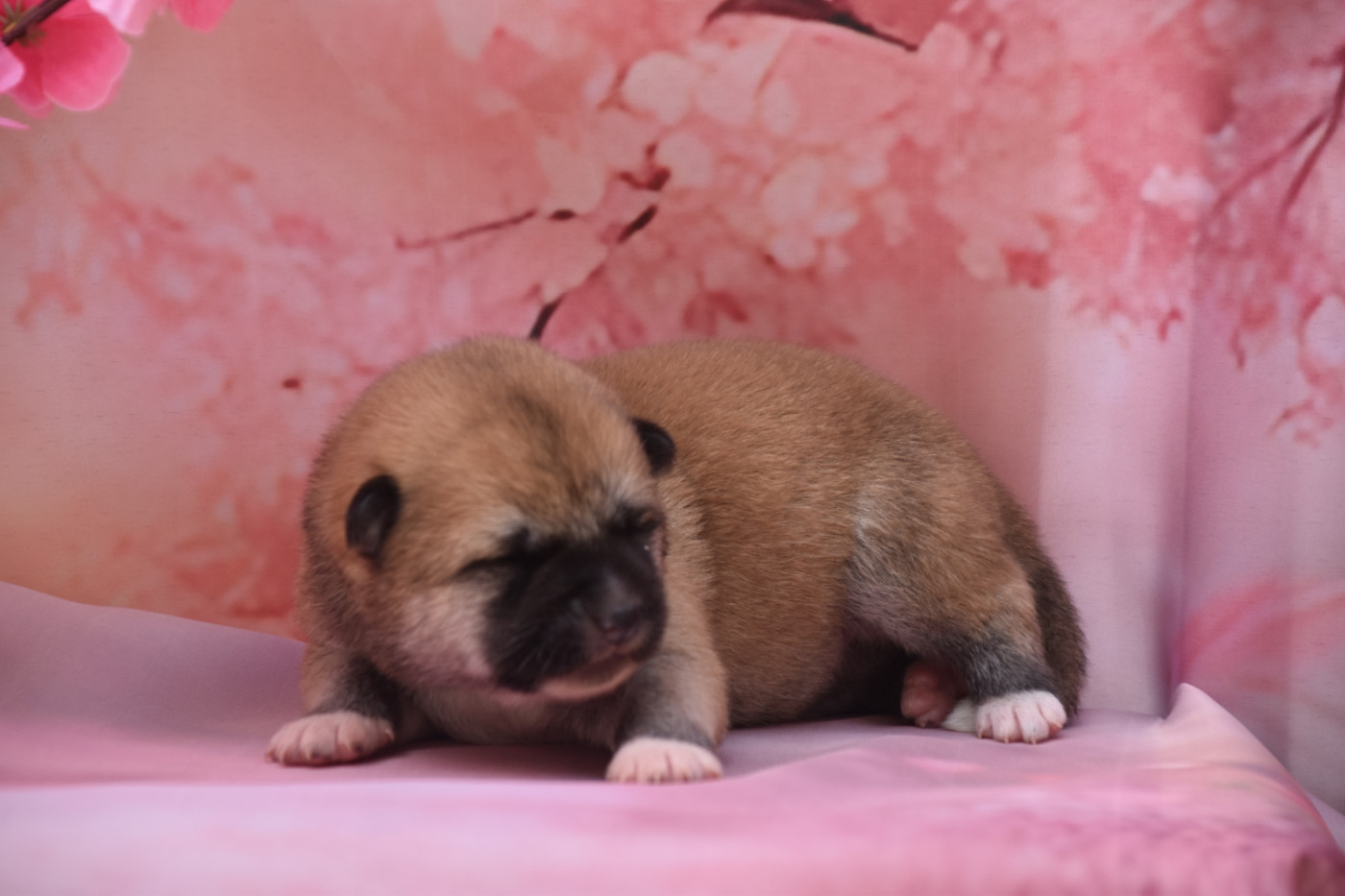 Of Imperial Kitsune - Chiots disponibles - Akita