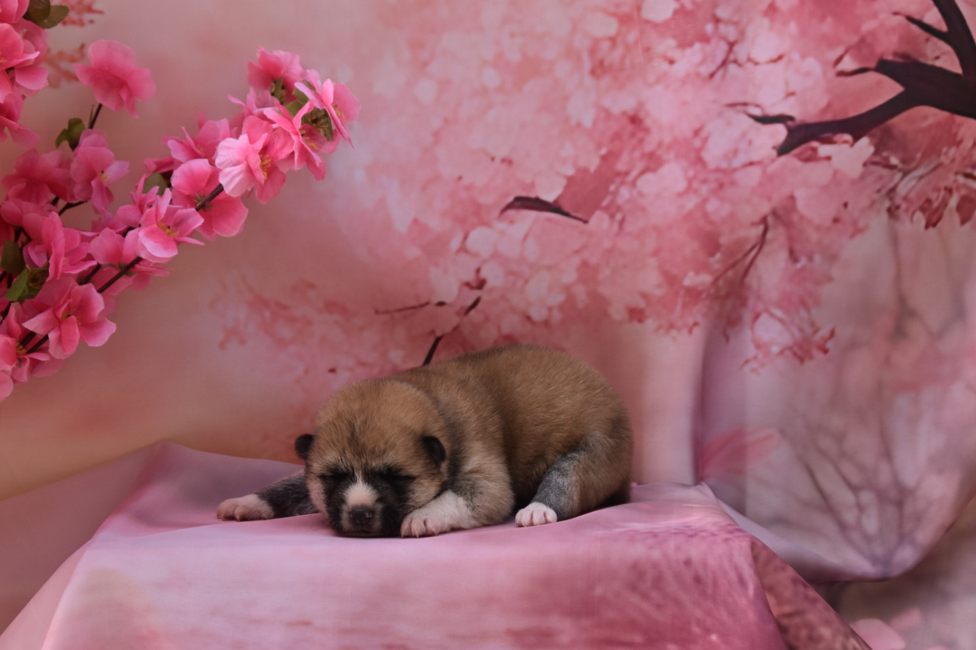 Of Imperial Kitsune - Chiots disponibles - Akita