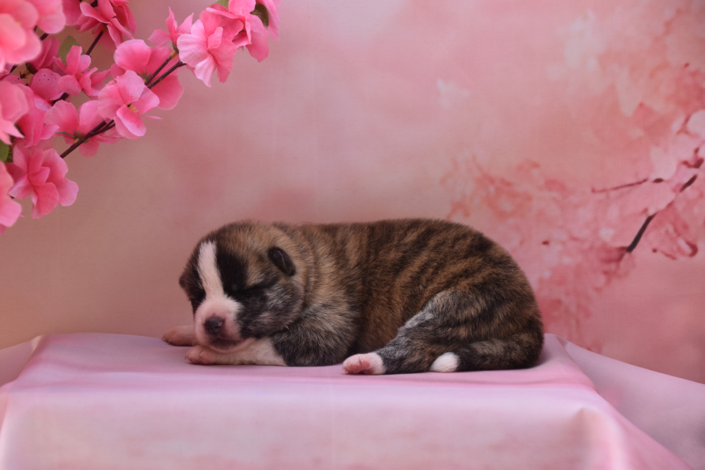 Of Imperial Kitsune - Chiots disponibles - Akita