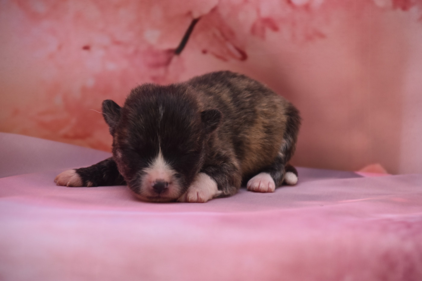 Of Imperial Kitsune - Chiots disponibles - Akita