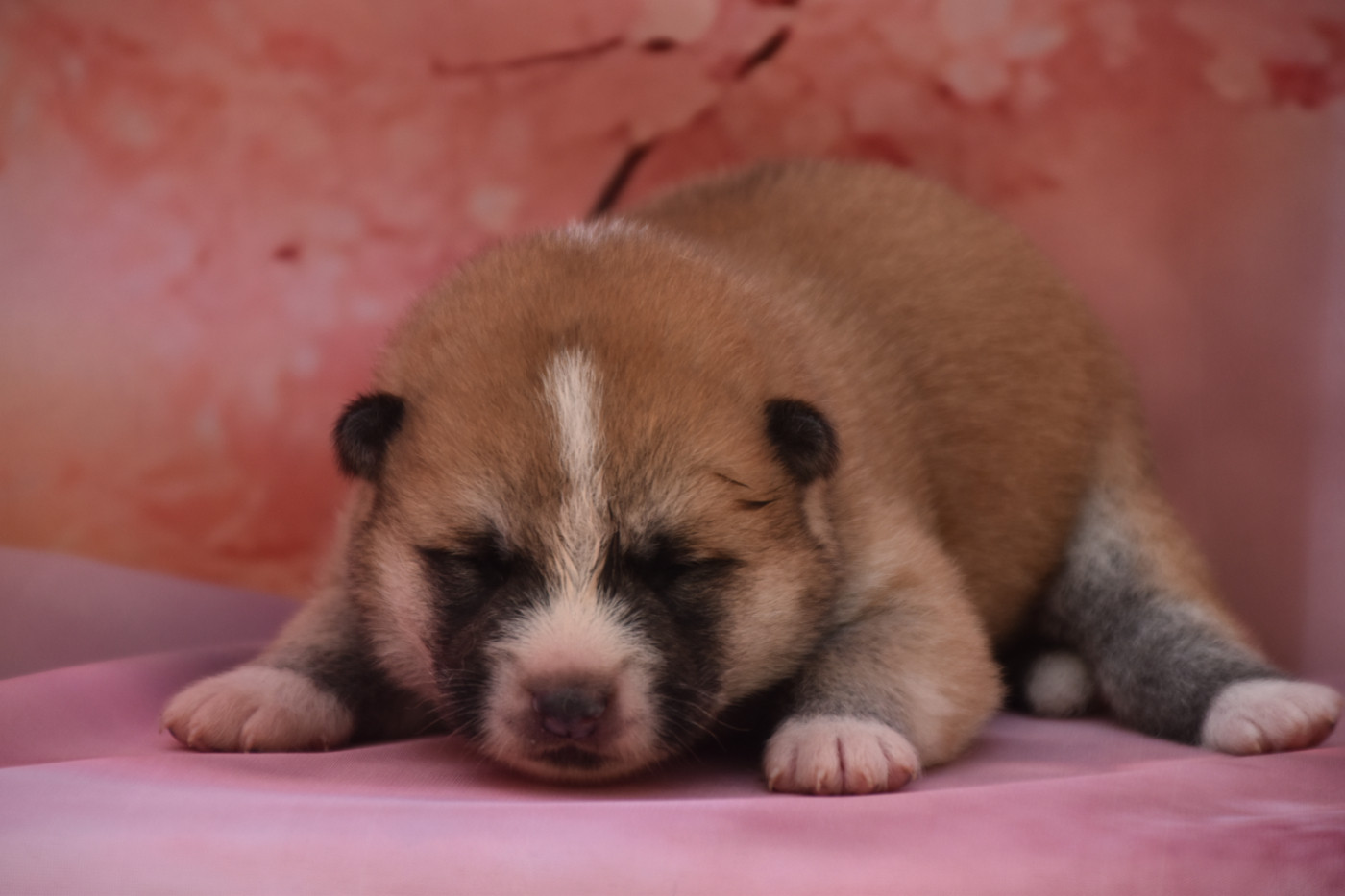 Of Imperial Kitsune - Chiots disponibles - Akita