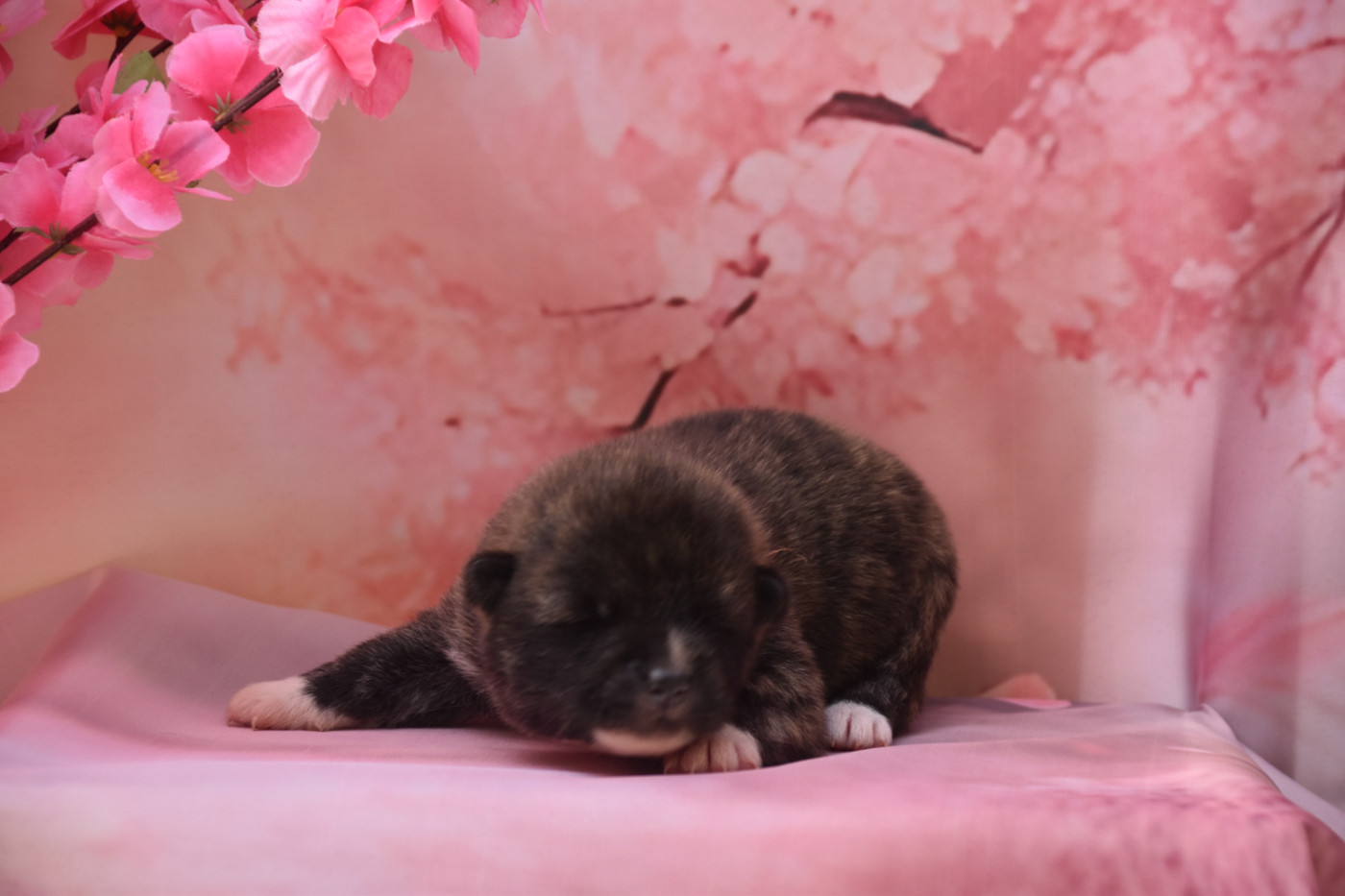 Of Imperial Kitsune - Chiots disponibles - Akita