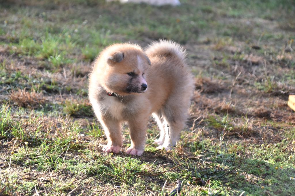 Of Imperial Kitsune - Chiots disponibles - Akita