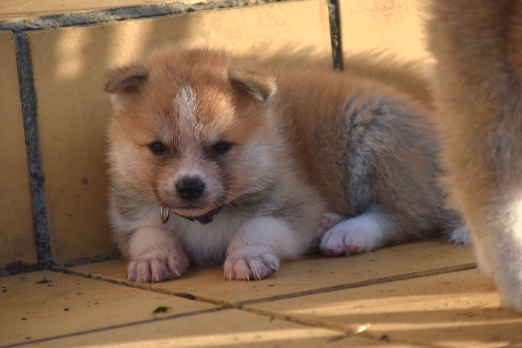 Of Imperial Kitsune - Chiots disponibles - Akita