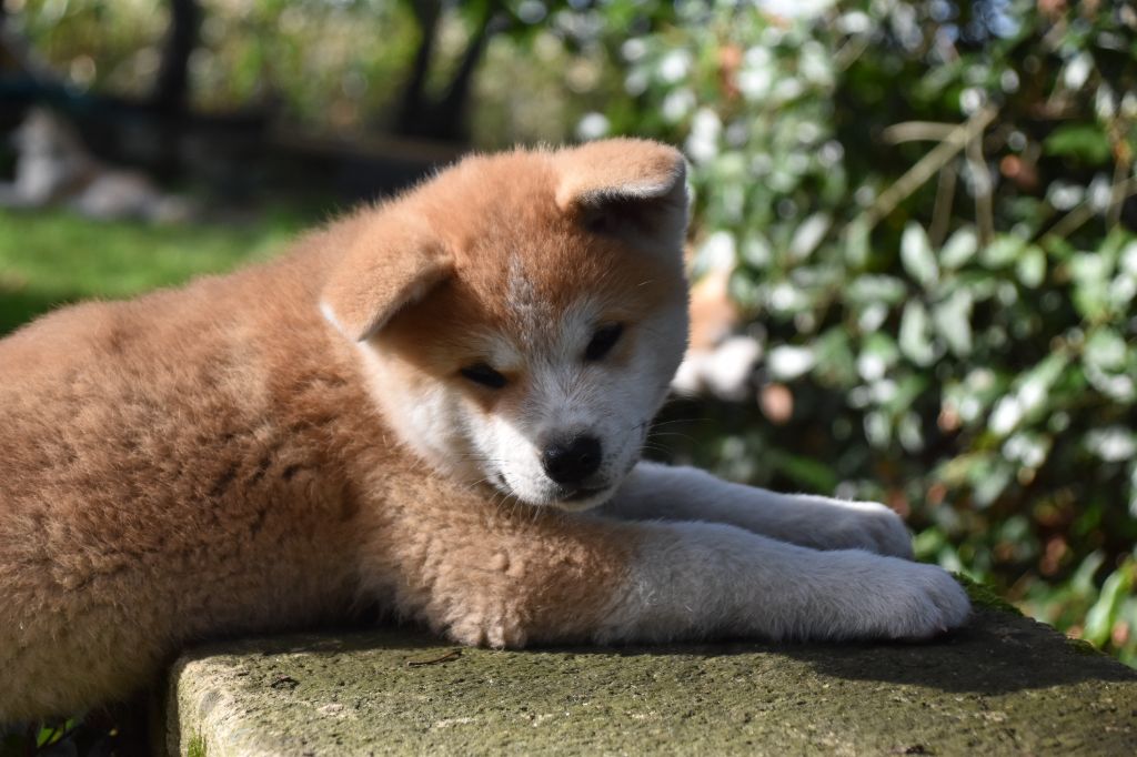 Of Imperial Kitsune - Chiots disponibles - Akita