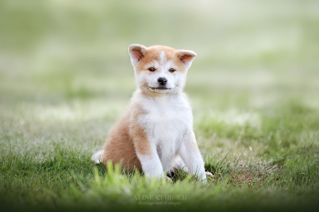Of Imperial Kitsune - Chiots disponibles - Akita