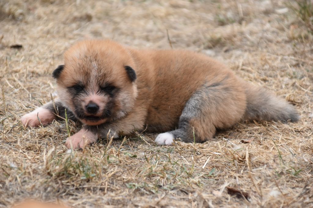 Of Imperial Kitsune - Chiots disponibles - Akita