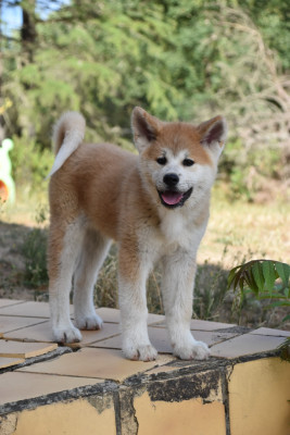 Balto