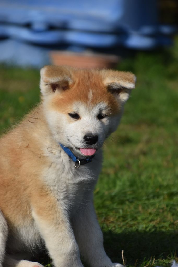 Of Imperial Kitsune - Chiots disponibles - Akita