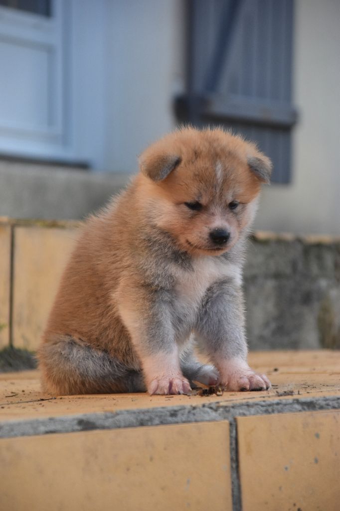 Of Imperial Kitsune - Chiots disponibles - Akita